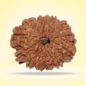 Rudraksha